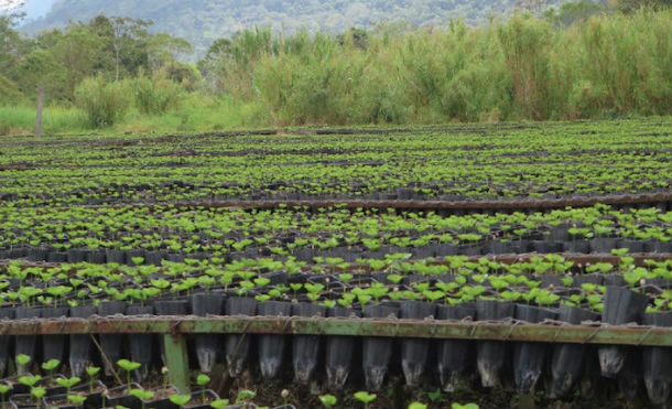 empresa cacao 2