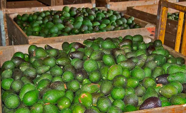 aguacate 2