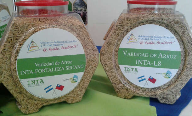 arroz inta12