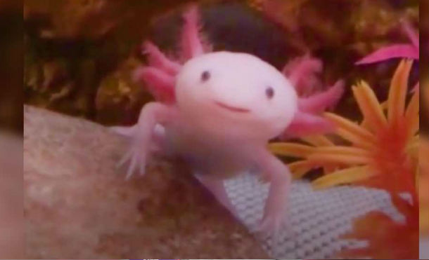 axolotl 2