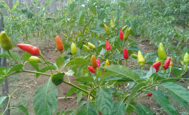 chile chichigalpa 3