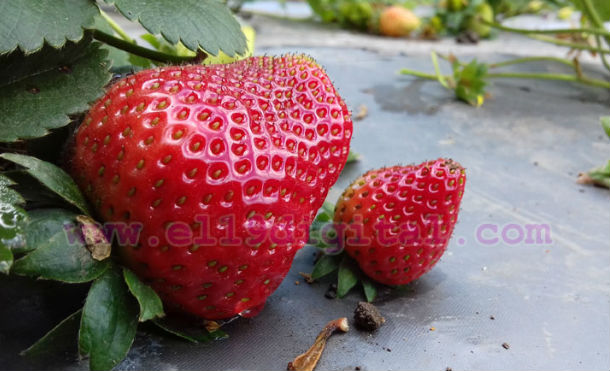 fresas nort2