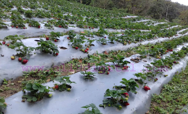 fresas nort4