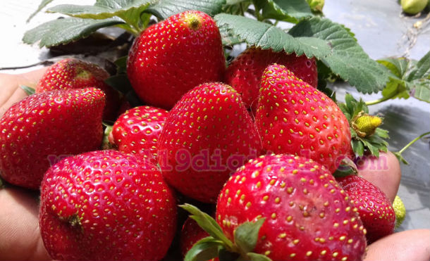 fresas nort7