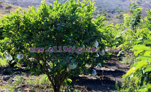 placido osegueda2