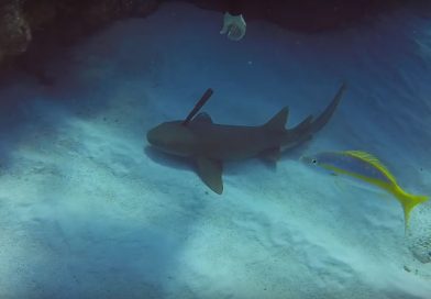 Un tiburón 'suplica' a un buceador que retire un cuchillo de su cabeza