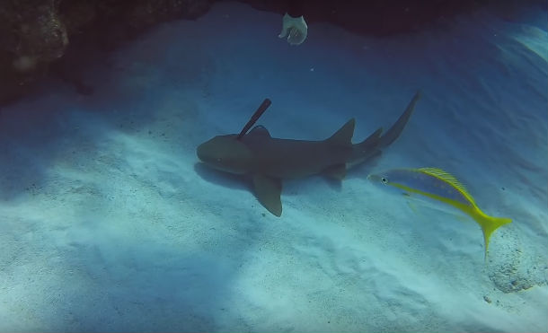 Un tiburón 'suplica' a un buceador que retire un cuchillo de su cabeza