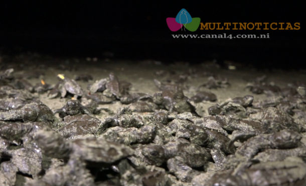 tortuguillos liberados 2