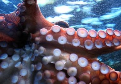 pulpo jinete delfin
