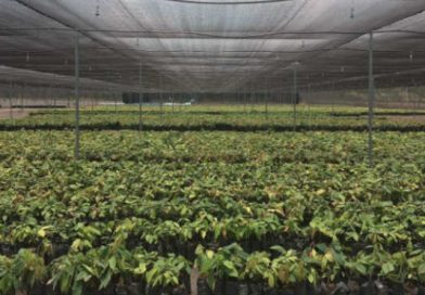 Empresa Bean & Co. avanza plantaciones de cacao en Nicaragua