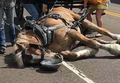 Un fuerte video muestra cómo un caballo terminó colapsando en una calle de Charleston, Estados Unidos.