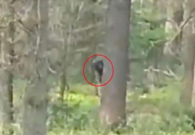 YouTube continúa viralizando grandes misterios de los cibernautas, y esta vez, una extraña criatura hizo su aparición en una grabación de dos jóvenes, y pese a que pasaron algunos años, aún no hay explicación.