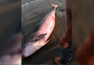 Una marsopa, un mamífero similar a los delfines, fue encontrado por pescadores de aserradores de El Viejo, Chinandega este miércoles.