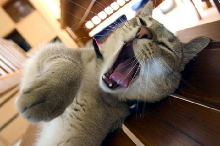 pereza gatos