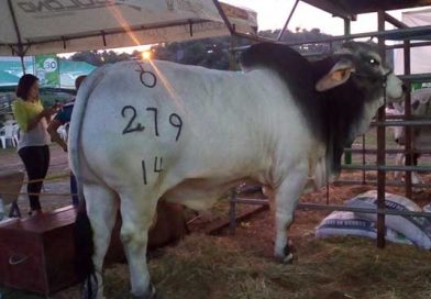 Inauguran XI feria agropecuaria de Chontales