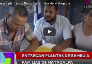 PlantasBambu31My