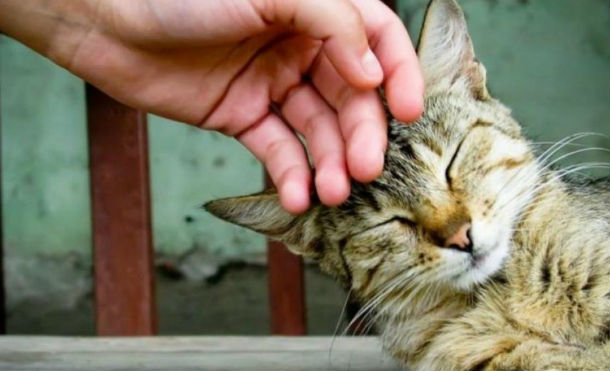Veterinaria en Irlanda, busca contratar a un acariciador de gatos