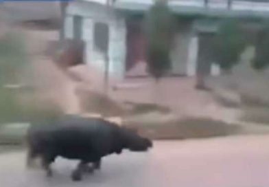 Un insólito hecho fue registrado en una aldea al sur de Nepal. Según varios videos que han sido publicados en YouTube, un grupo de rinocerontes se encuentran cazando humanos.