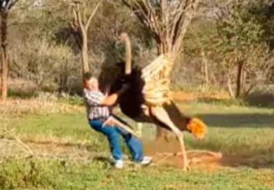 avestruz golpea con furia a hombre en Sudáfrica