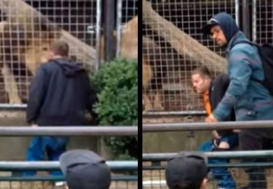 Salvan a sujeto ebrio que intentaba orinar en jaula de leones