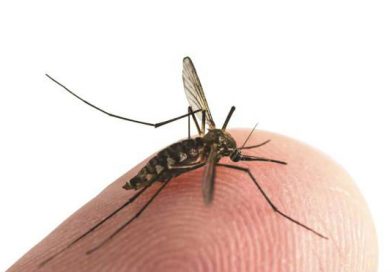 Aumentan casos de zika, chikungunya y dengue en Costa Rica