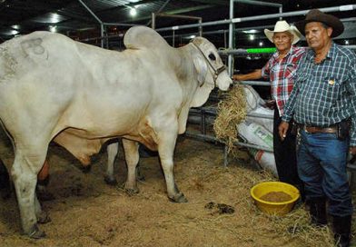 arranca-xi-feria-nacional-agropecuaria-chontales