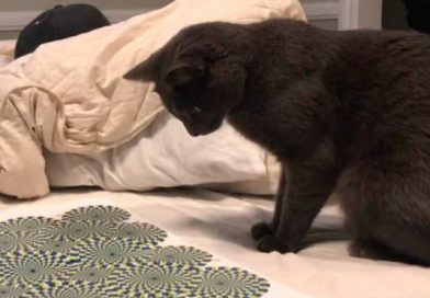 El felino quedó paralizado y reaccionó sacando sus garritas al ver las ilusiones ópticas. El clip compartido desde el canal de Ryan Kotzin en YouTube es uno de los vídeos más viralizados y es sensación en la categoría de gatos curiosos en Internet. El clip fue grabado en EE.UU.