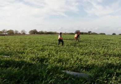 Productores preparan la tierra para sembrar