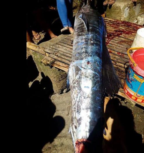 mayo27 pescado tatuado