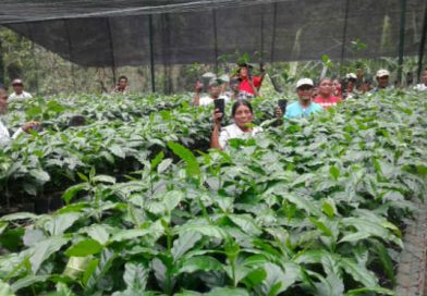 Telpaneca Madriz: Gobierno Sandinista fortalece cooperativas de café