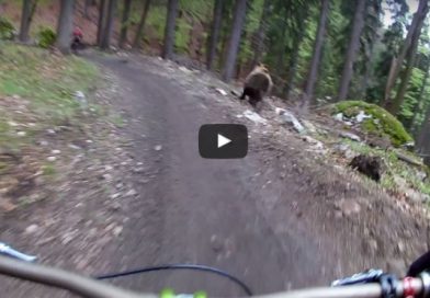 Escalofriante encontronazo entre dos ciclistas y un oso que por poco termina en tragedia