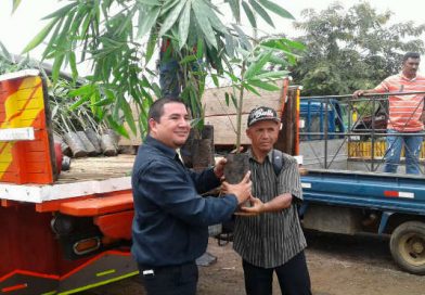 MEFCCA entrega plántulas de bambú a protagonistas del departamento de Managua