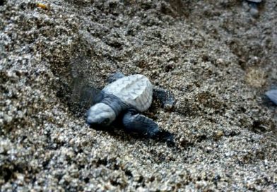 León: Rescatan "tortuguitas" a punto de ser comidas por un perro en Poneloya