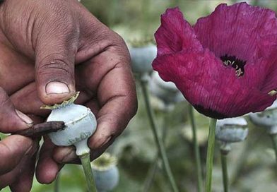 Aumenta producción de opio y heroína en el mundo: ONU