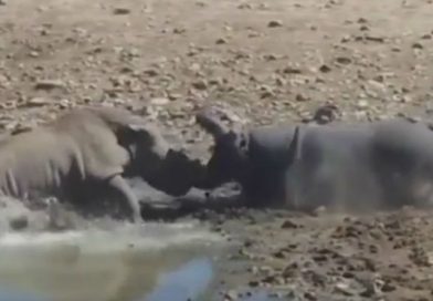 Video fuerte: Hipopótamo mata a un rinoceronte que quería beber en su charca