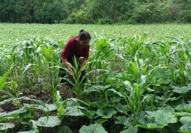 León: Productores reportan buen invierno para inicio de cosecha en próximos meses