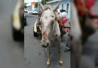 Abandonan a caballo en condiciones graves