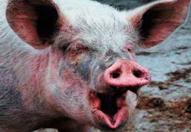 Hombre en estado de ebriedad pelea con su cerdo y no creerás lo que le pasó
