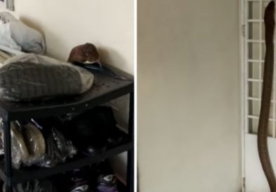 Una cobra gigante apareció en su casa, mira lo que hizo