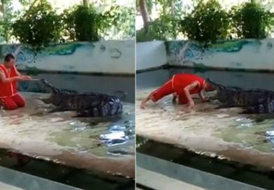 Hombre mete la cabeza en la boca de un cocodrilo, pero ocurrió lo que no debía pasar