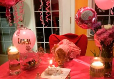 (+Vídeo) Celebran a gato quinceañero con pasteles, globos y regalos
