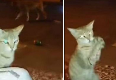 Gato ‘aplaude’ como humano para evadir a un perro
