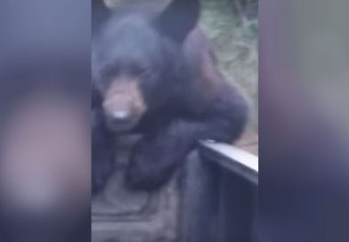 Ver para creer: Un hombre persigue al oso que le robó su mochila