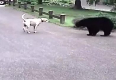 junio75 perro pelea oso