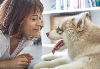 junio79 animales diferencias