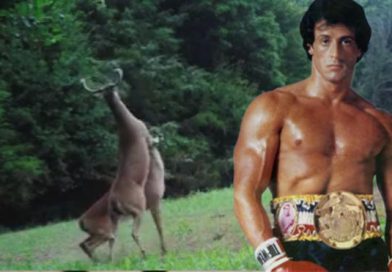 junio88 rocky ciervos