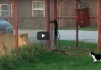 Así se enfrentaron una gata y una leona