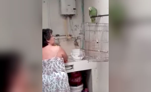Loro llora por regaño de su dueña y se vuelve viral