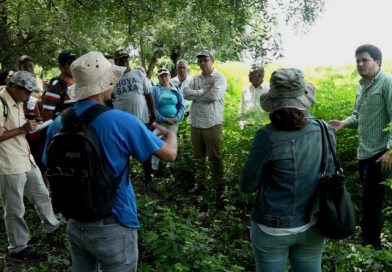 Productores de León y Rivas fortalecen capacidades en la siembra del marango