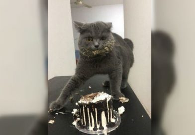 Divertidas imágenes de mascotas captadas con las manos en la masa